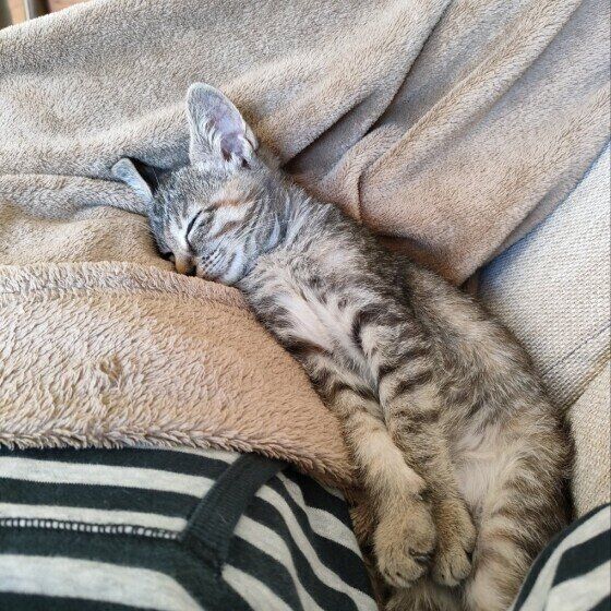 キジトラ猫のうるちゃん