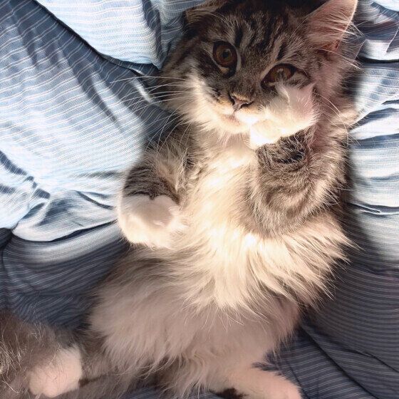 サイベリアンのロワちゃん