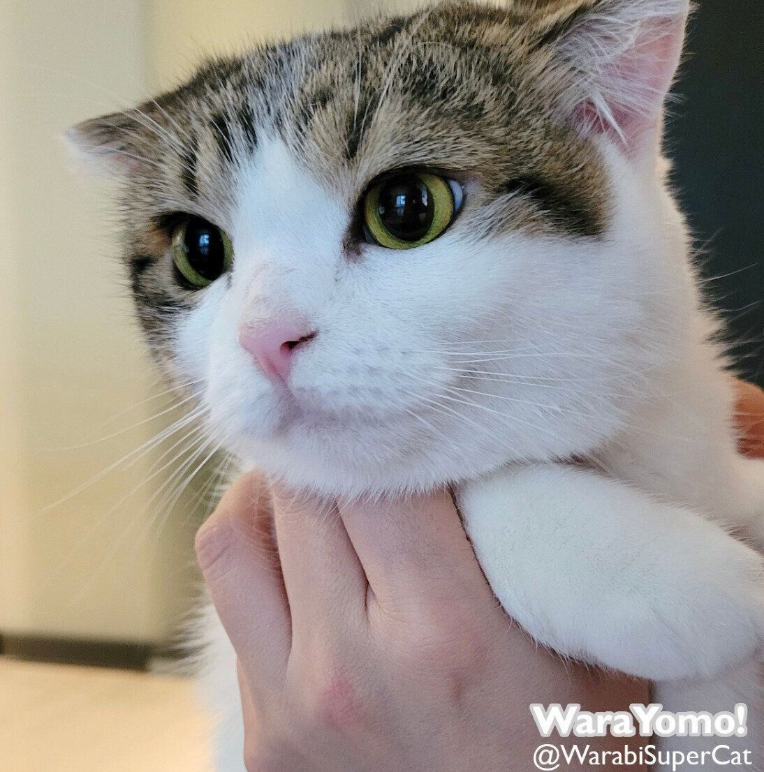 捕まったよもぎちゃん