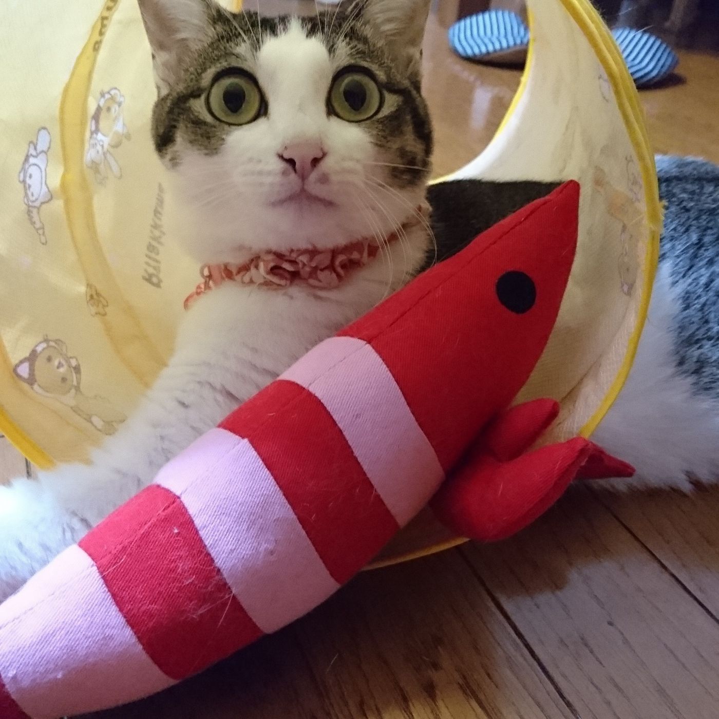 かわいくてちょっと笑える猫のびっくり顔に注目 ねこのきもちweb Magazine かわいくてちょっと笑える猫のびっくり顔に注目 ねこのきもちweb Magazine