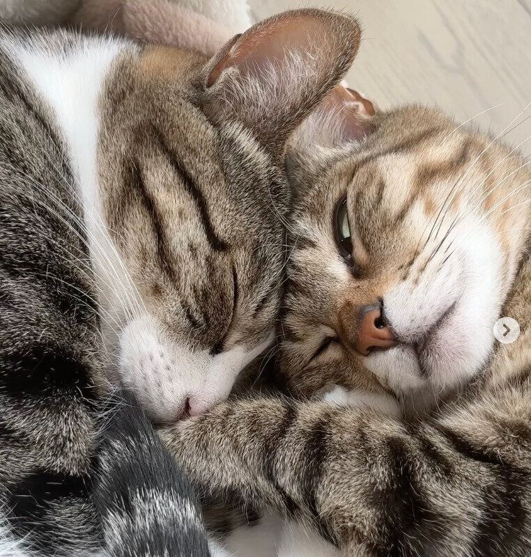 くっついて眠るとら丸くん、らん丸くん