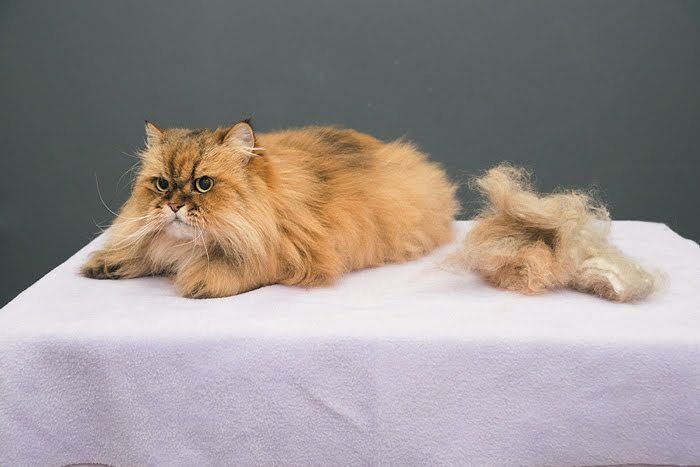 毛がごっそり取れた猫