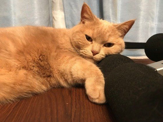 寄り添う茶トラ