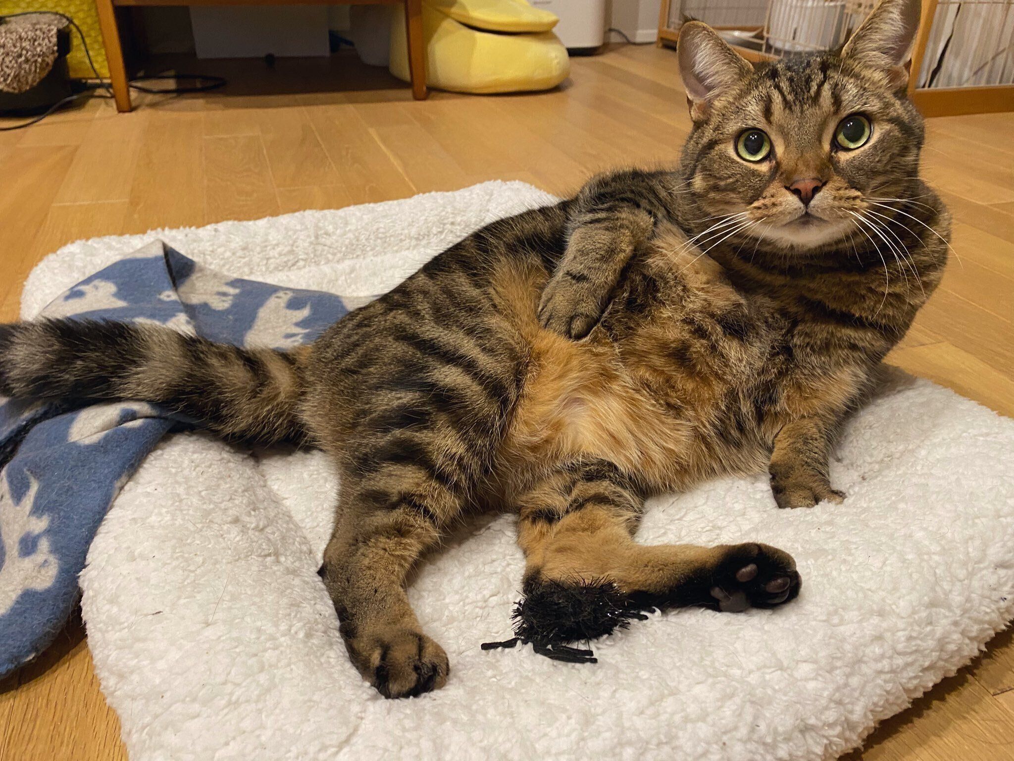 可愛いポーズでくつろぐほっけくん