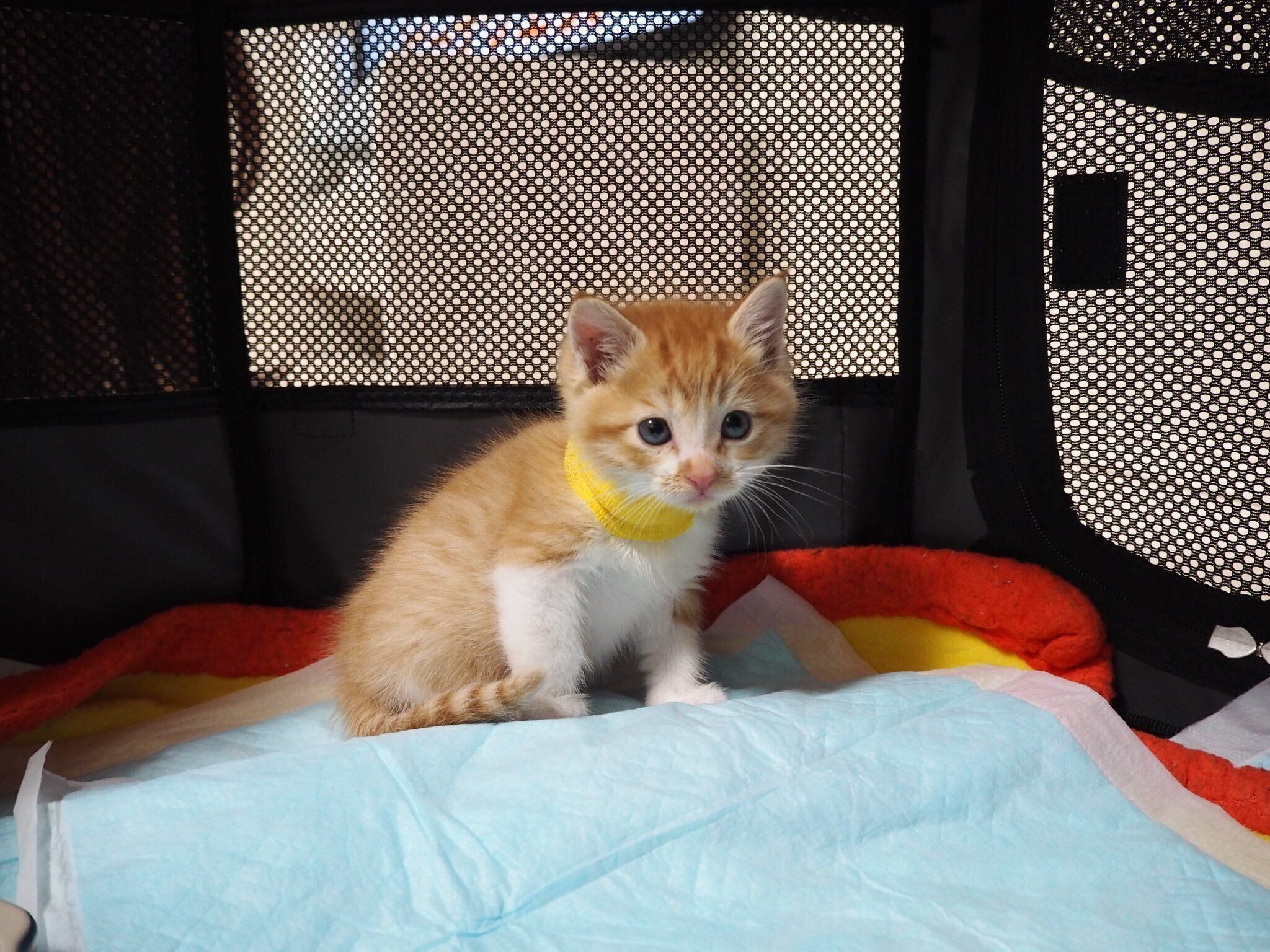 お迎え当初の小さなルナさん