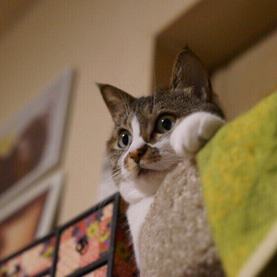 何かを見つめているキジトラ猫