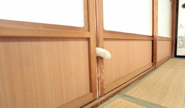 扉を開けようとする猫