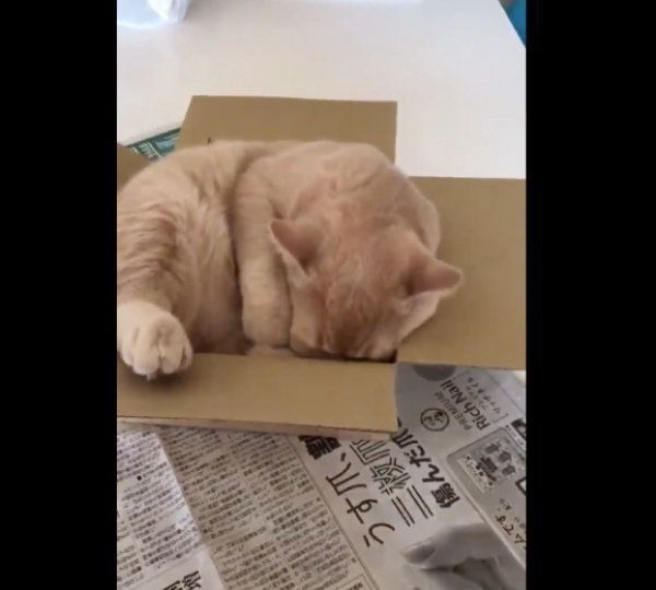 箱におさまろうとするブリティッシュショートヘア