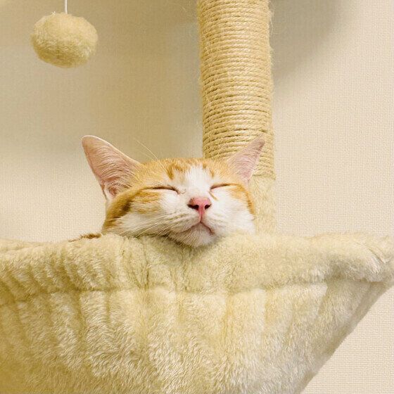 茶白猫のビビちゃん