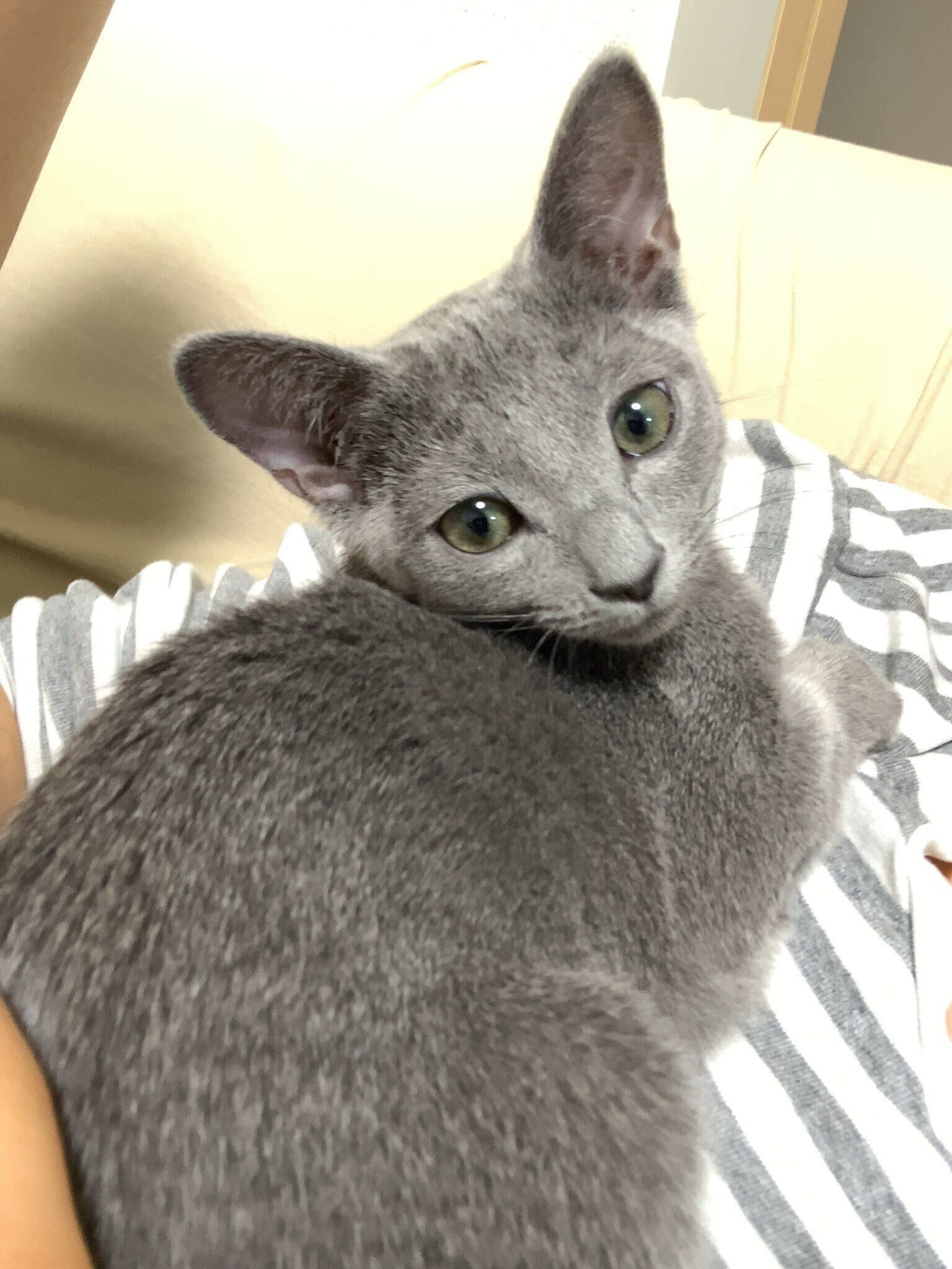 生後3カ月のロシアンブルー