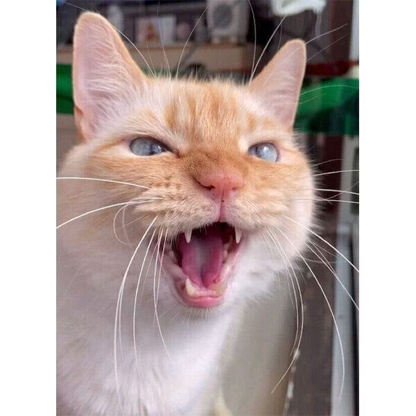 「鳥さん！」と鳴くてとちゃん