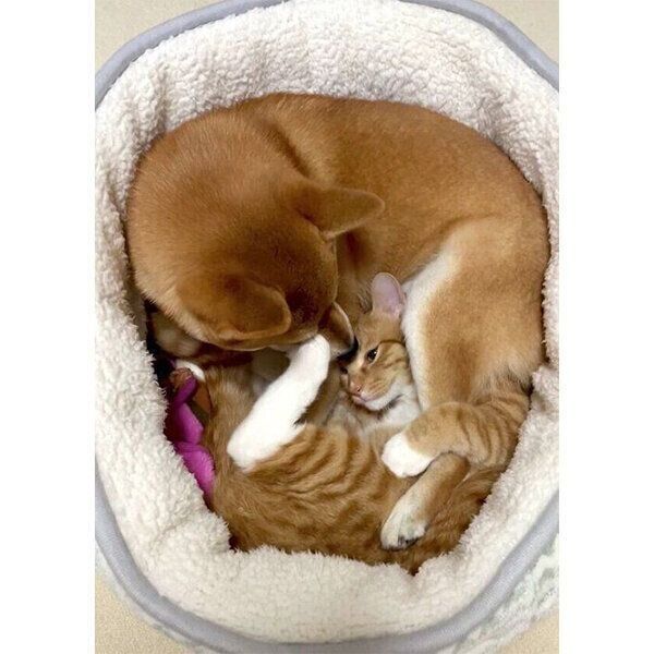 同じベッドで眠るりんくん、ぷくちゃん