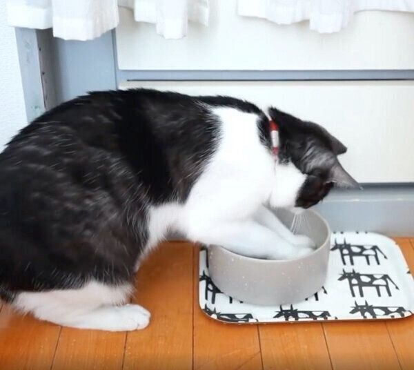 両前足を水の中に入れるグランくん