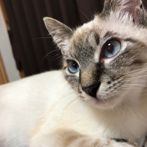 シャムのももくん