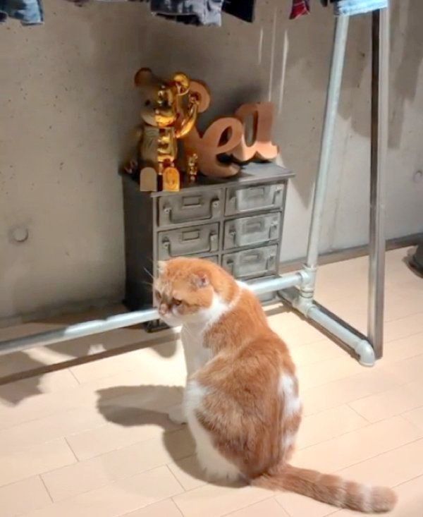 おねだりポーズをするスコティッシュフォールド