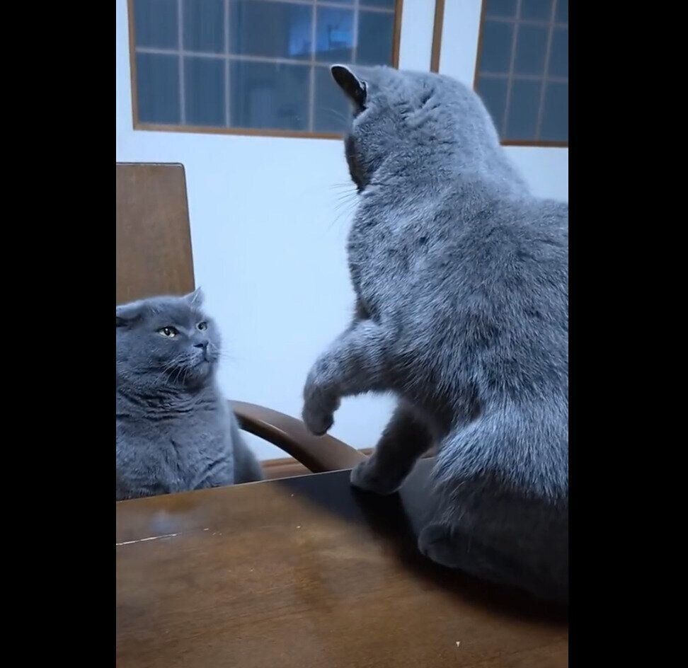 見つめ合うぶりきちくんとももちゃん