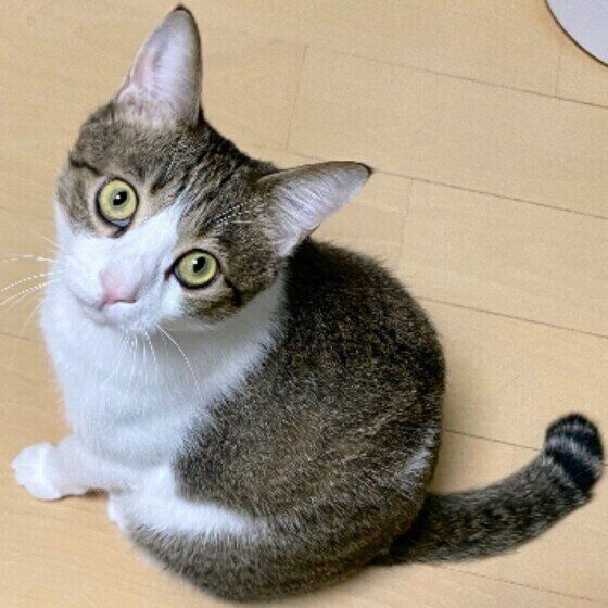 Mix（茶×白）の五郎くん♪