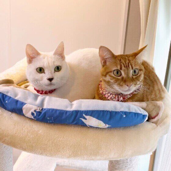 白と茶トラの猫