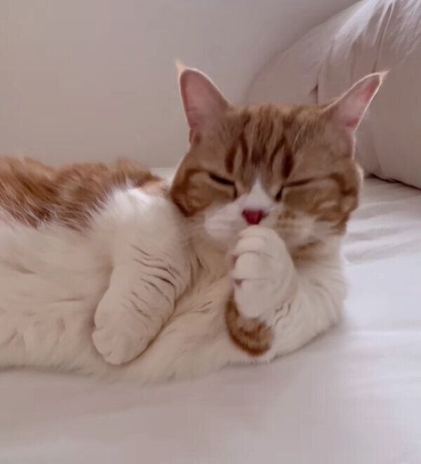 娘さんのベッドでくつろぐ、ころんちゃん