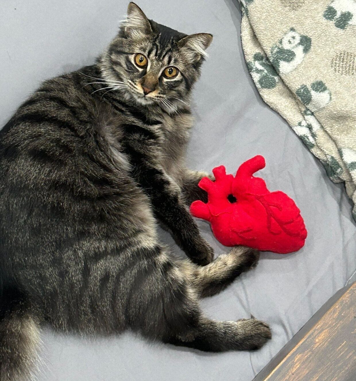 寝転がるてんちゃん