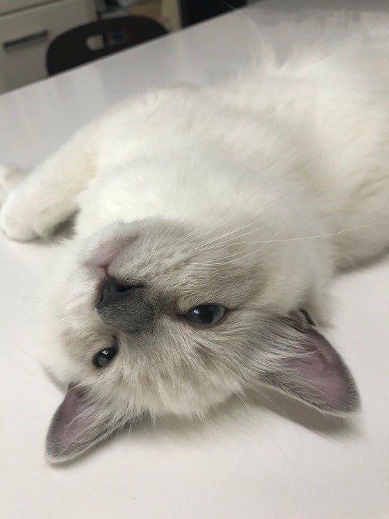 うっとりした顔のラグドール