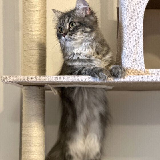 ラガマフィンのLanaちゃん