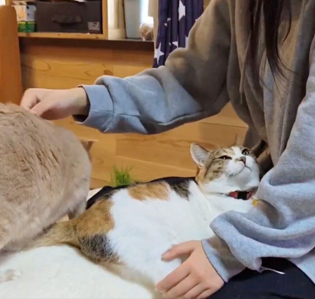 娘さんにべったりなテンちゃん