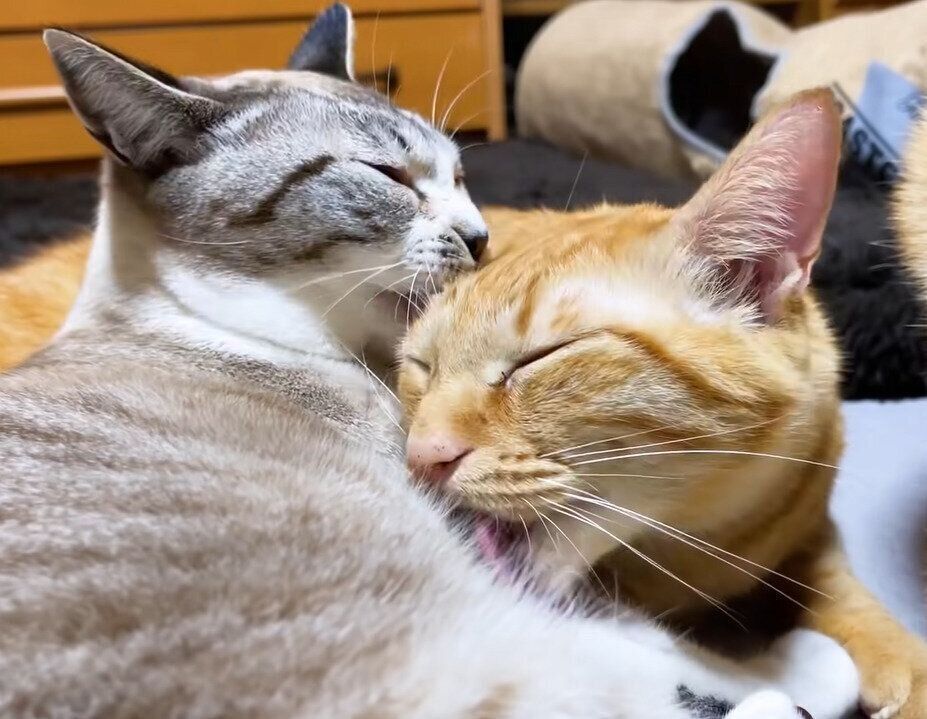 仲よしなリクちゃんとリノちゃん