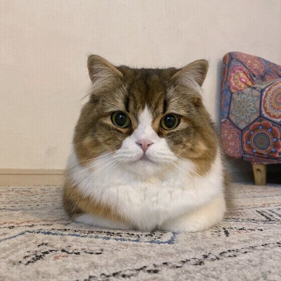 スコティッシュフォールドのもふくん