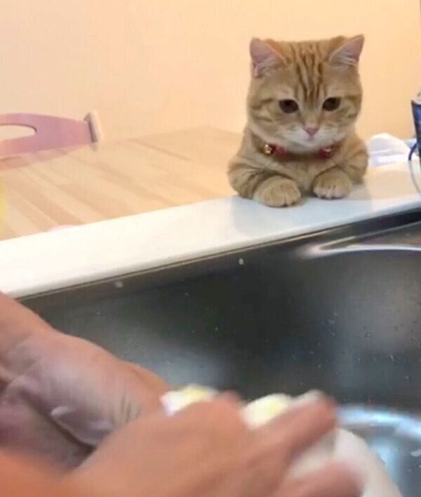 洗い物中の飼い主さんを見守るぷてぃこちゃん