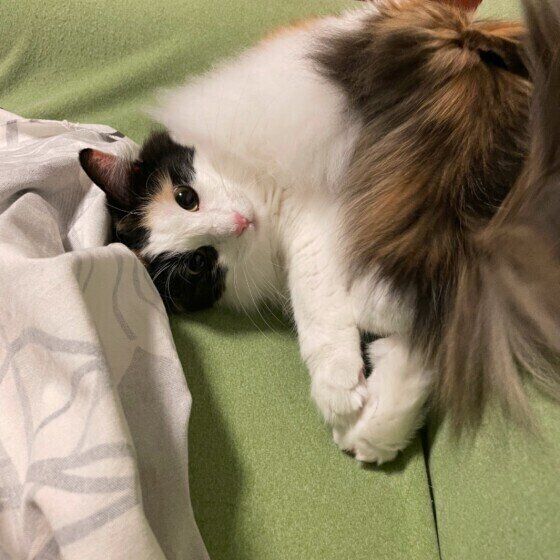 ミケ猫のみぃちゃん