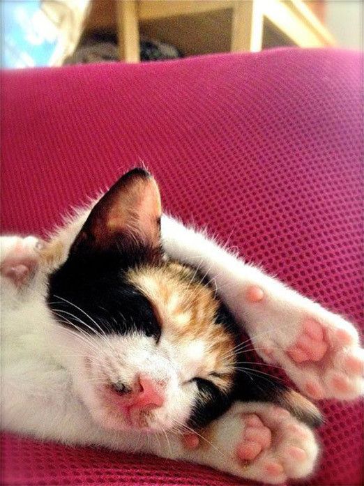 はじめまして！新連載「リュックと愉快な仲間たち。あ、あと響介」です