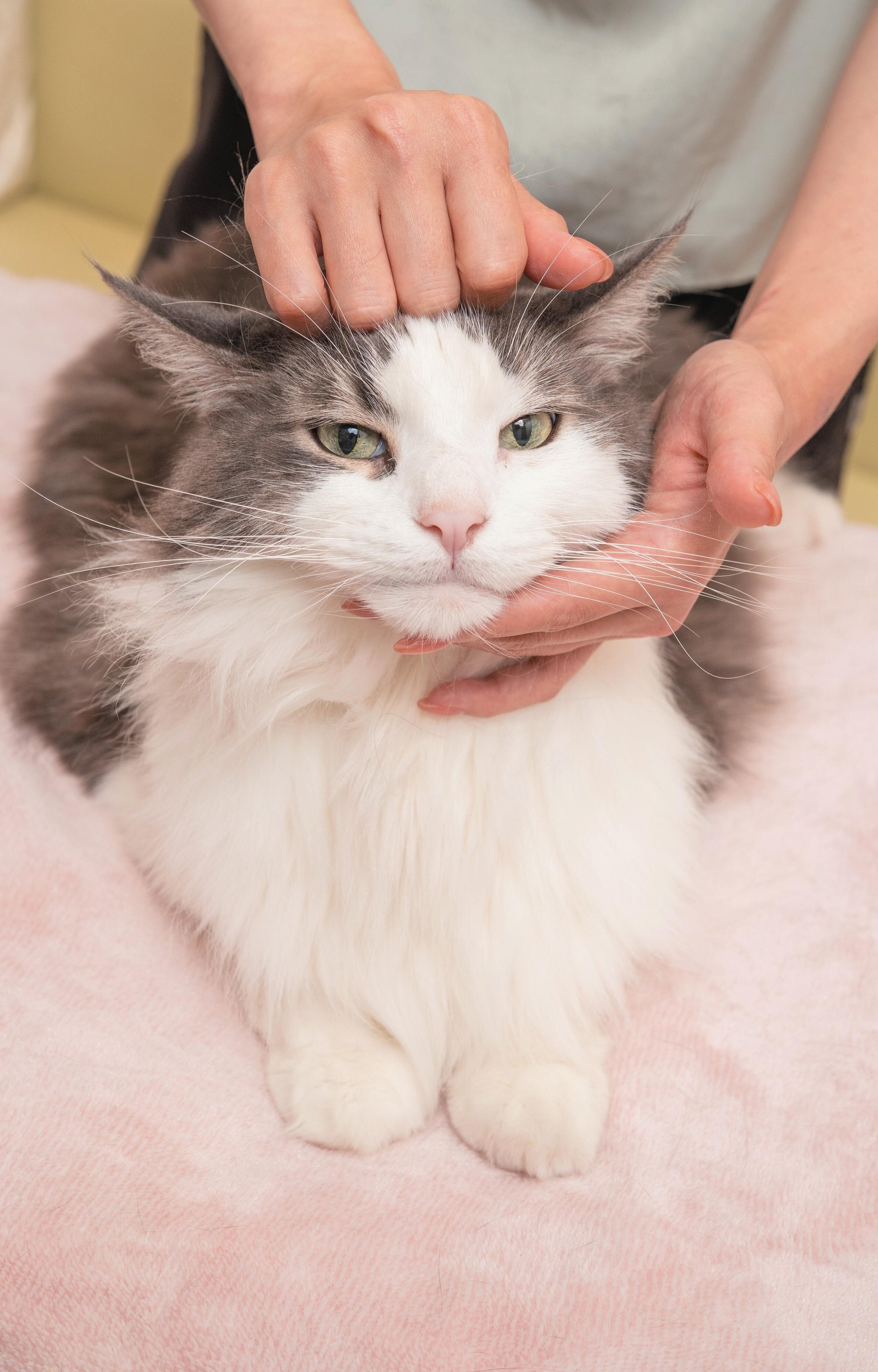 頭をマッサージされる猫