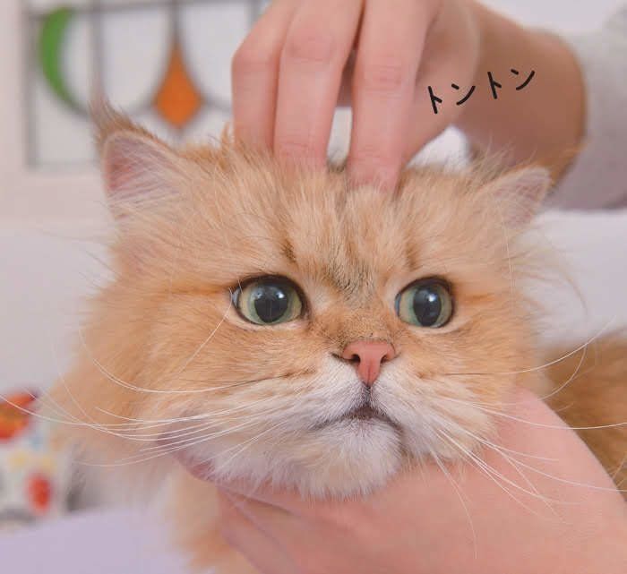 頭をマッサージされる猫