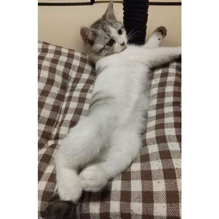 足を伸ばしてリラックスするウィンちゃん。