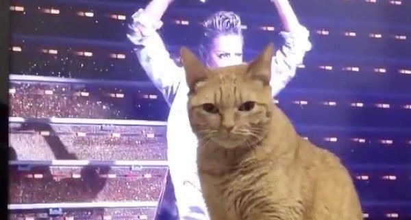 テレビの前に座るポン子ちゃん