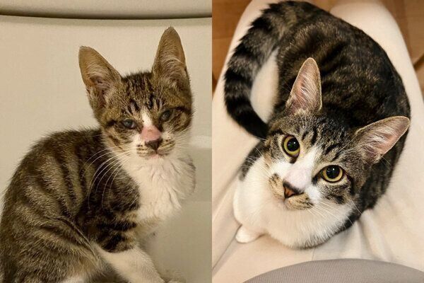 すくすくと成長したおかかくん