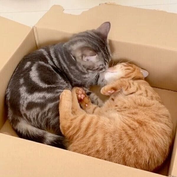チューするヨルくんとサクくん