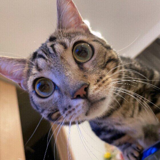 見つめるマンチカン