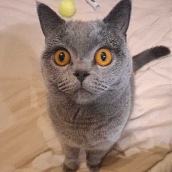ゴハンを待つブリティッシュショートヘア