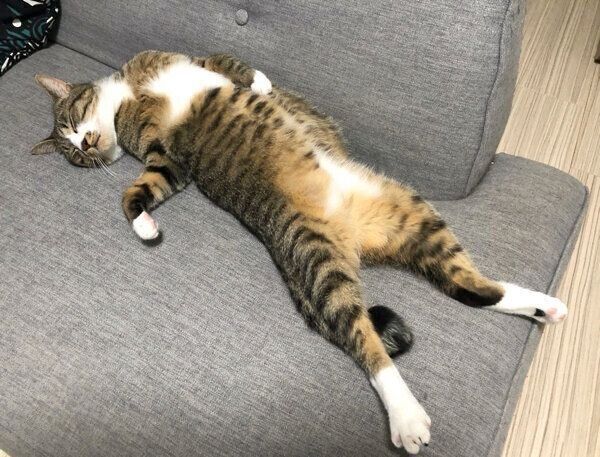 ヘソ天するちゃむのすけくん