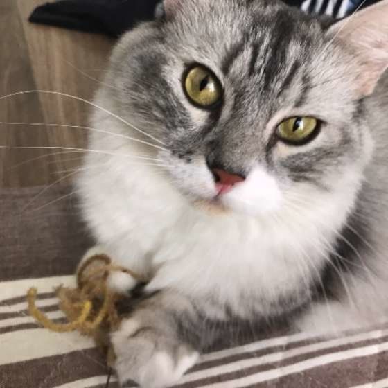 おもちゃで遊ぶマンチカン