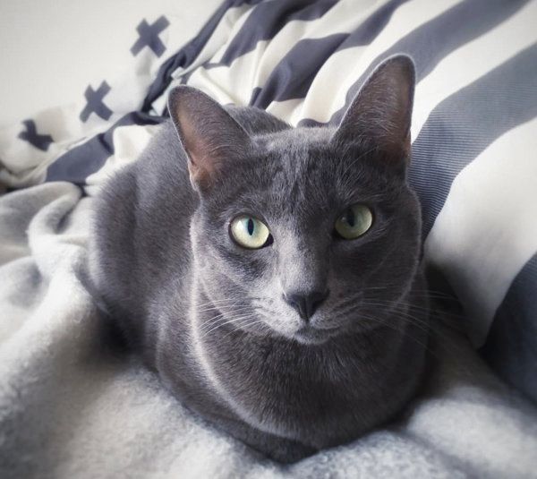 コラットの豆奴ちゃん