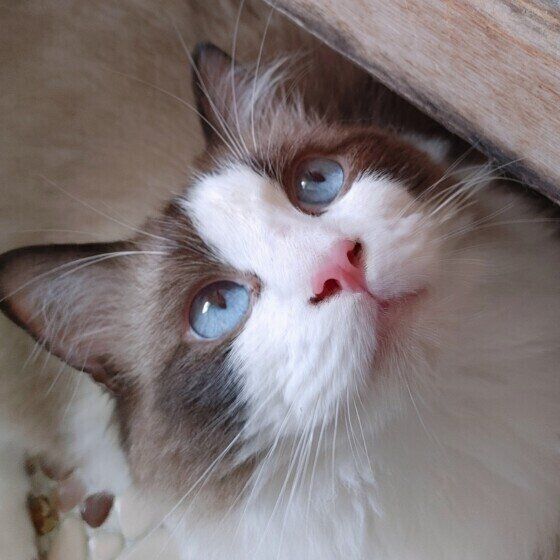 見上げるラグドール