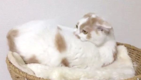 毛繕いするホイちゃん