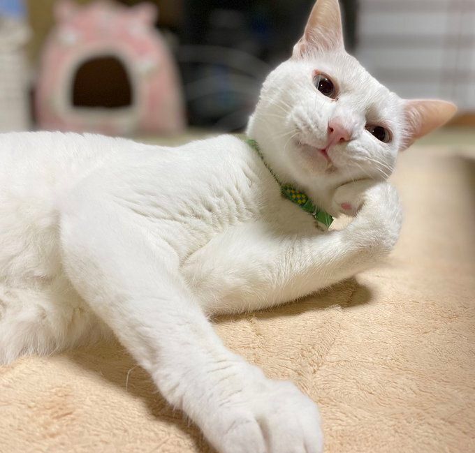 片方の前足を曲げて寝そべる猫