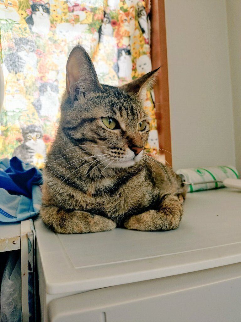 “おててないない”をしている猫