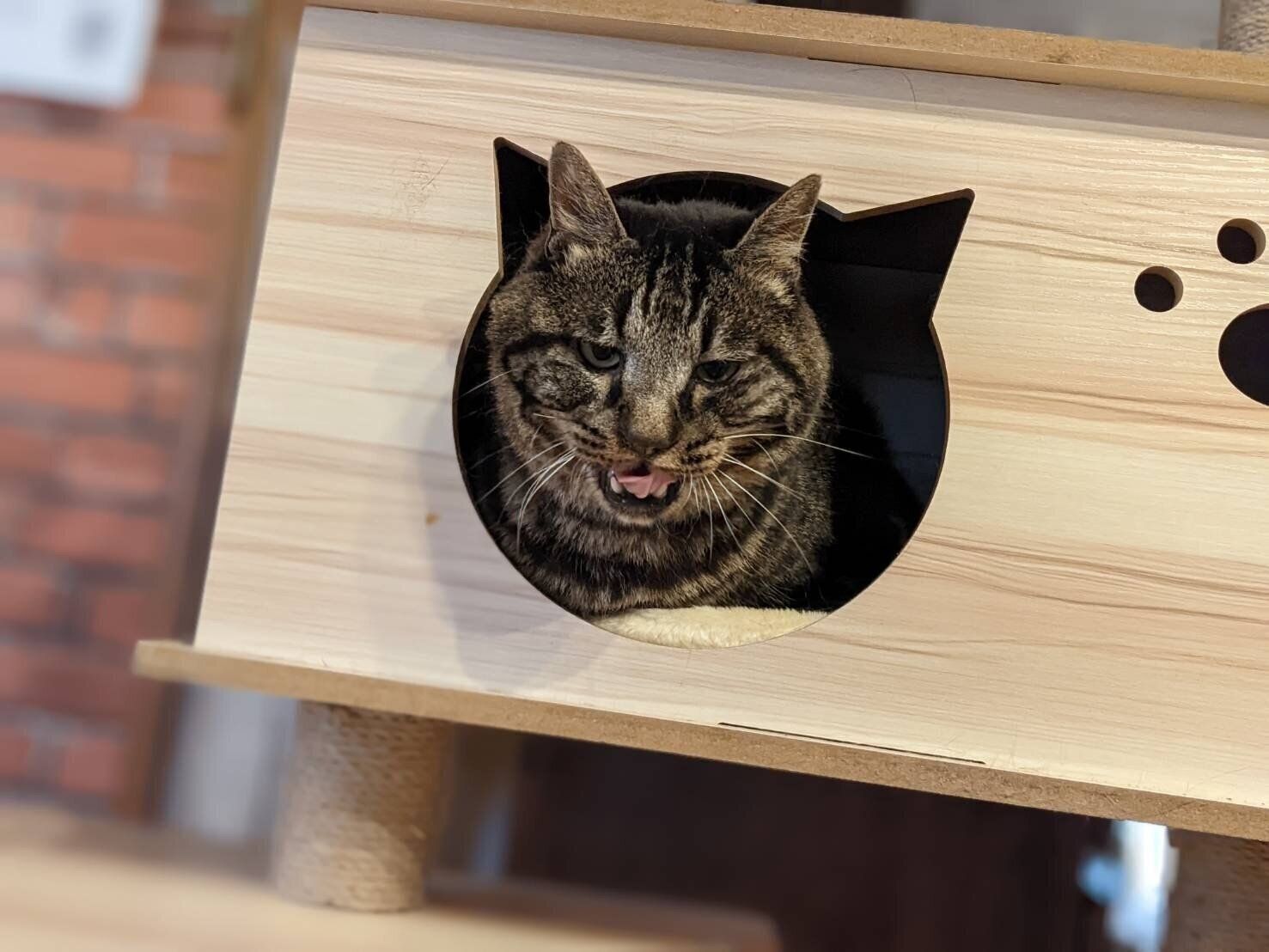 気性の荒い猫と 普通の猫 飼い主に対する反応の違いとは 連載 交通事故にあった猫を拾いました 77 ねこのきもちweb Magazine