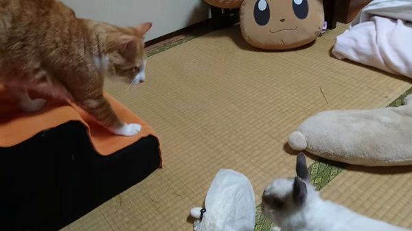 ウサギと対面する猫