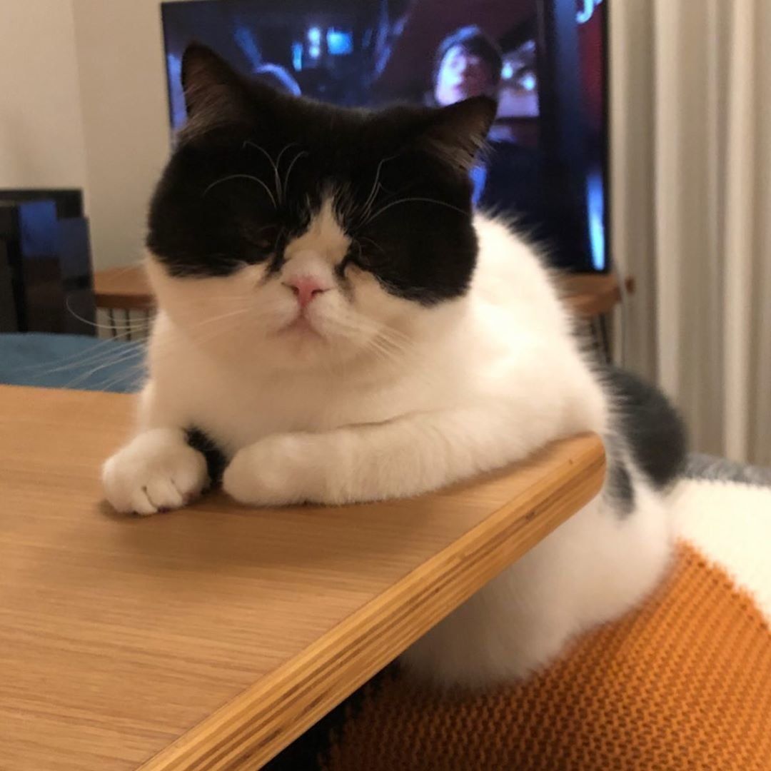 座布団の上でくつろぐ猫